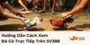 Hướng dẫn cách xem đá gà trực tiếp trên SV388