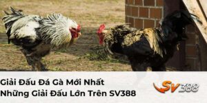 Giải Đấu Đá Gà Mới Nhất - Những Giải Đấu Lớn Trên SV388