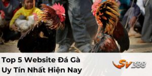 Top 5 Website Đá Gà Uy Tín Nhất Hiện Nay