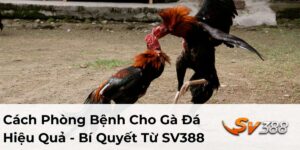 cách phòng bệnh cho gà đá