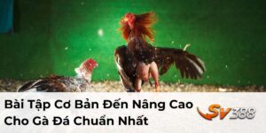 Bài Tập Cơ Bản Đến Nâng Cao Cho Gà Đá