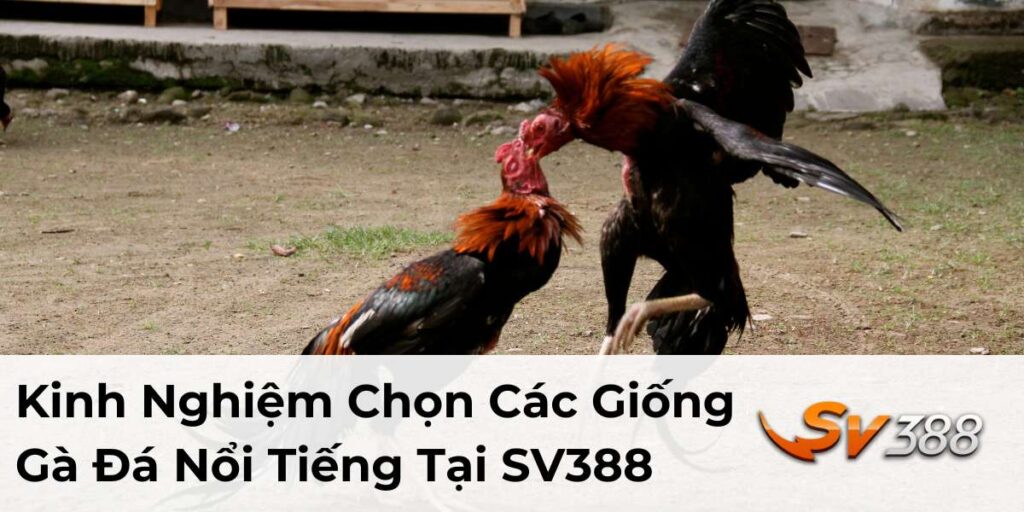 các giống gà đá nổi tiếng