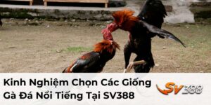 các giống gà đá nổi tiếng