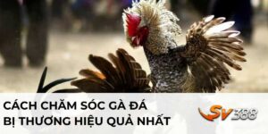 Cách Chăm Sóc Gà Đá Bị Thương