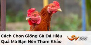 cách chọn giống gà đá