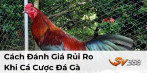 Cách Đánh Giá Rủi Ro Khi Cá Cược Đá Gà