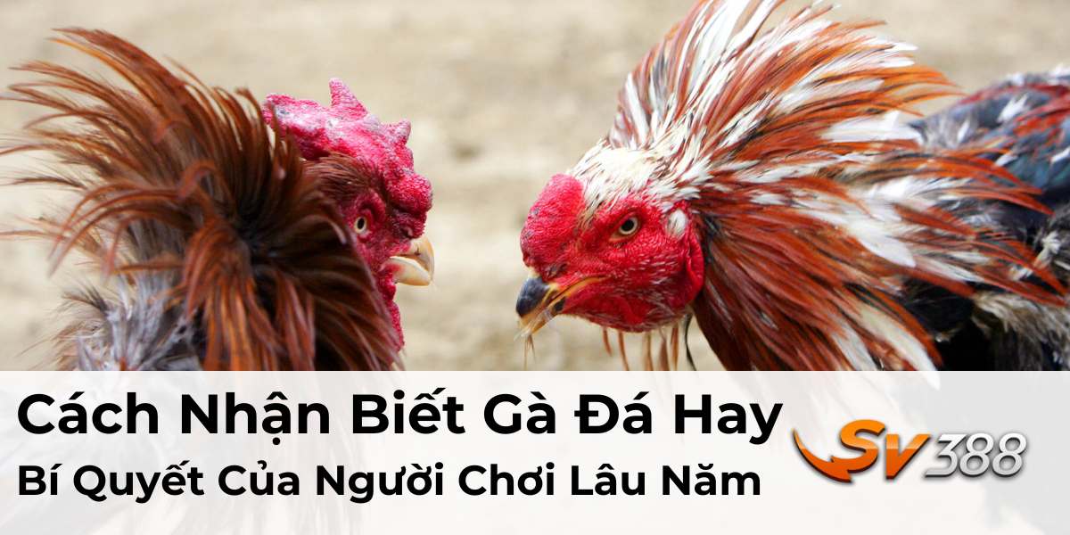 Cách Nhận Biết Gà Đá Hay