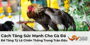 Cách Tăng Sức Mạnh Cho Gà Đá