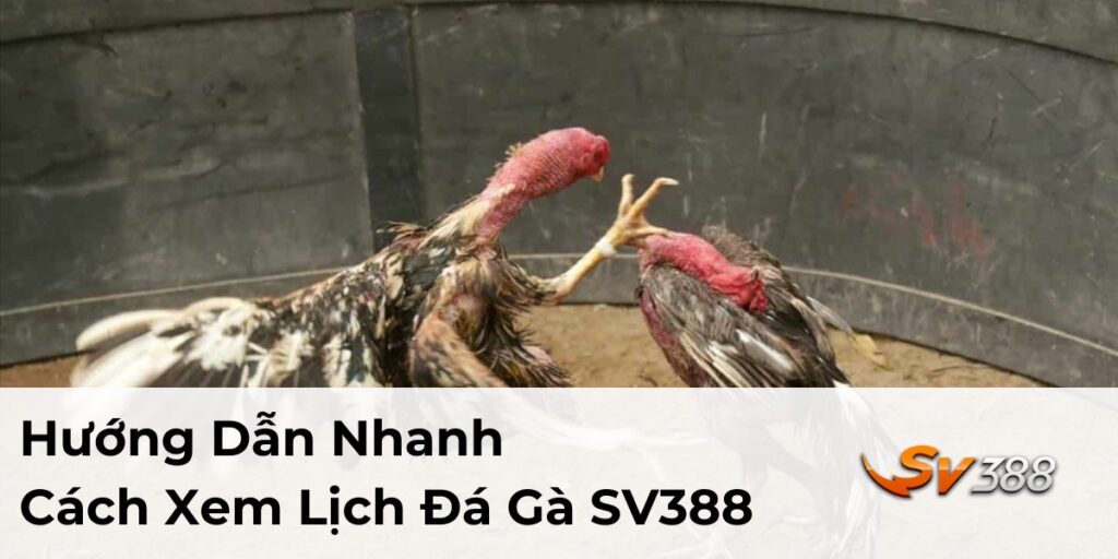 lịch đá gà SV388