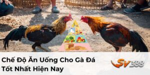 chế độ ăn uống cho gà đá