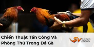 Chiến Thuật Tấn Công Và Phòng Thủ Trong Đá Gà