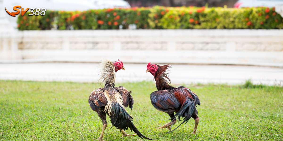 Cho gà rèn luyện đá nhẹ