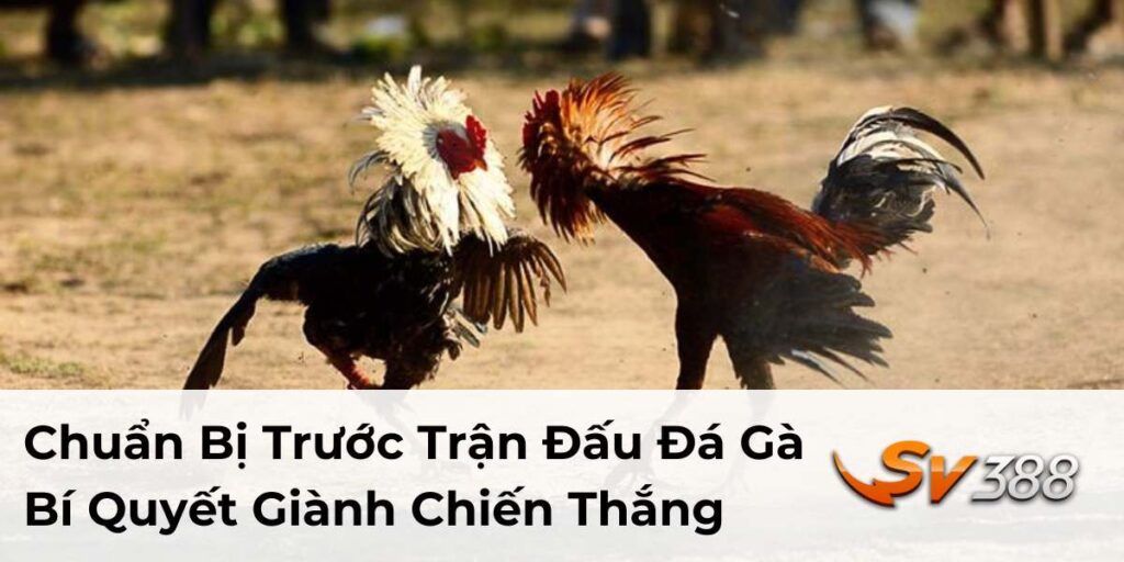 Chuẩn Bị Trước Trận Đấu Đá Gà