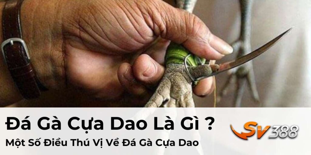 Đá Gà Cựa Dao Là Gì