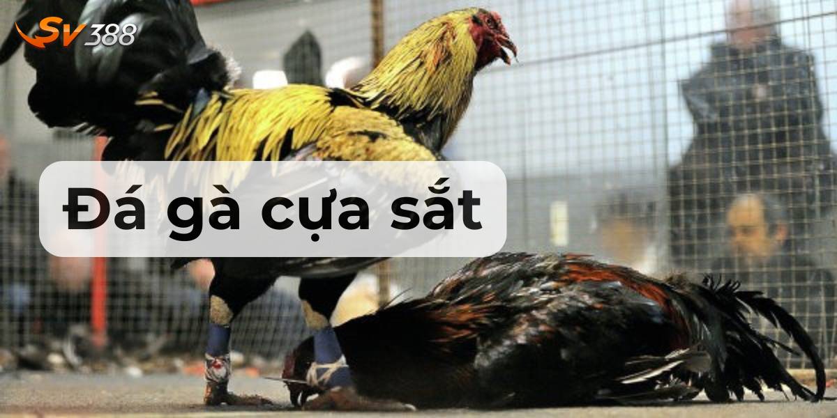 Đá gà cựa sắt là một biến thể của đá gà truyền thống