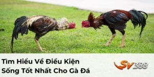 điều kiện sống tốt nhất cho gà đá