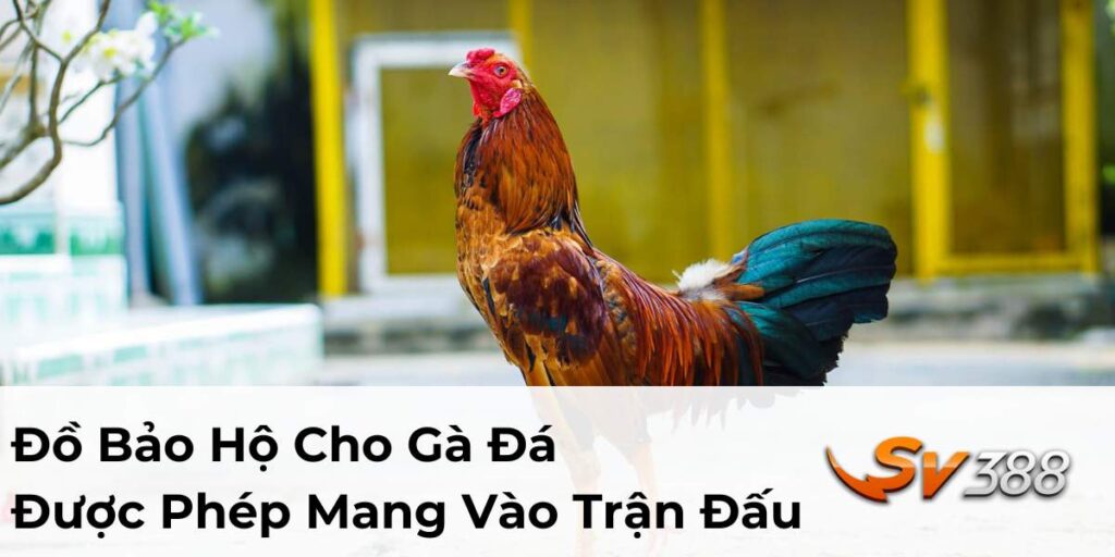 Đồ Bảo Hộ Cho Gà Đá