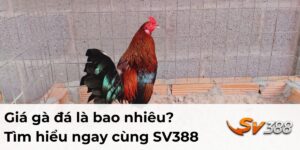 Giá gà đá là bao nhiêu