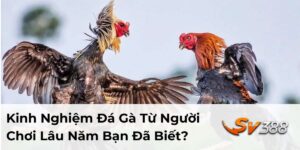 Kinh Nghiệm Đá Gà Từ Người Chơi Lâu Năm