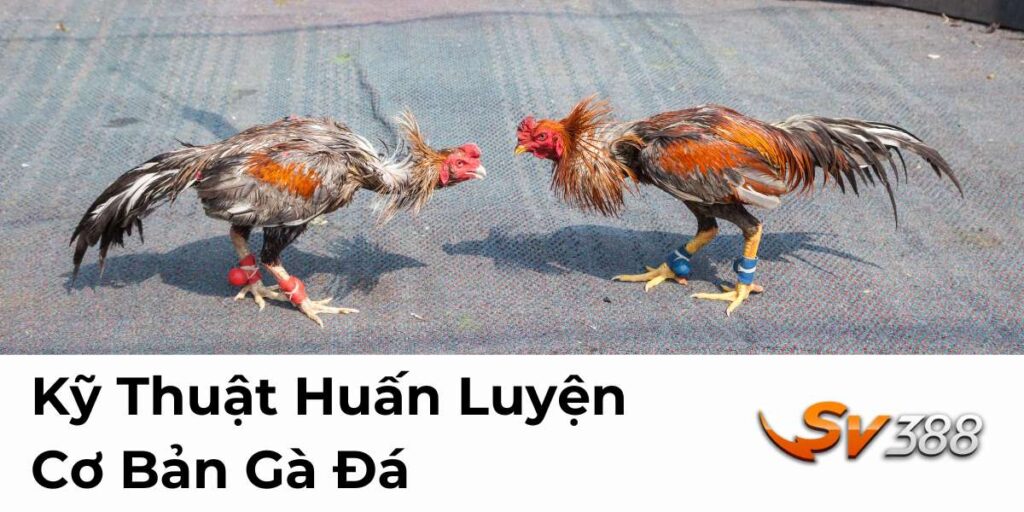 Kỹ Thuật Huấn Luyện Cơ Bản Gà Đá