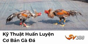 Kỹ Thuật Huấn Luyện Cơ Bản Gà Đá