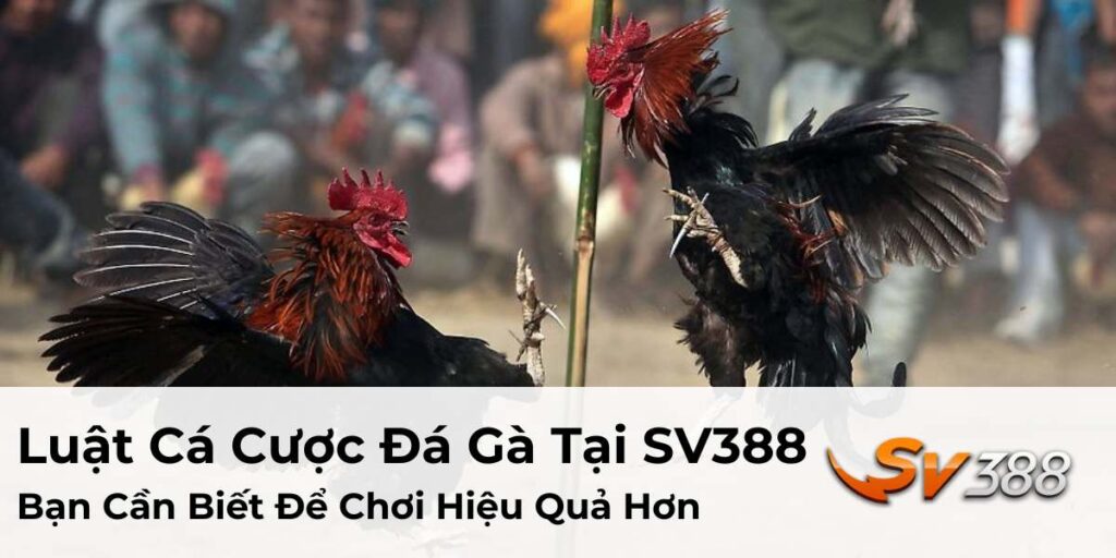 Luật Cá Cược Đá Gà Tại SV388