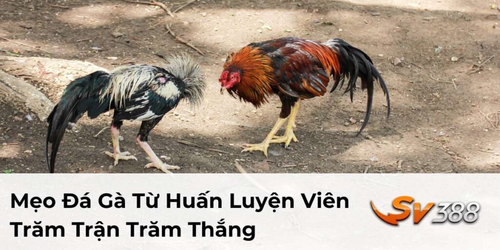 Mẹo Đá Gà Từ Huấn Luyện Viên