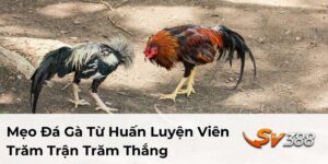 Mẹo Đá Gà Từ Huấn Luyện Viên