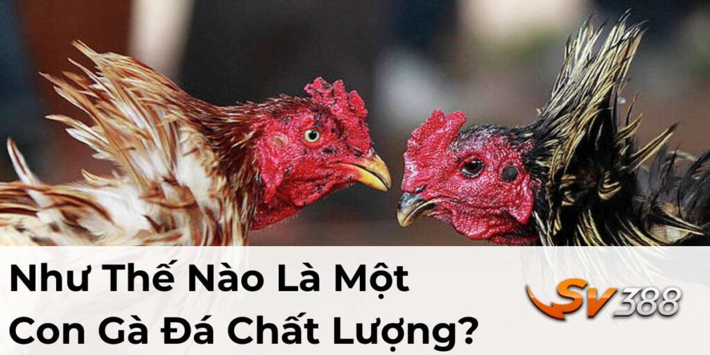 Như Thế Nào Là Một Con Gà Đá Chất Lượng