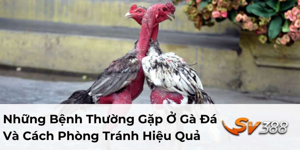 Những Bệnh Thường Gặp Ở Gà Đá