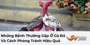 Những Bệnh Thường Gặp Ở Gà Đá