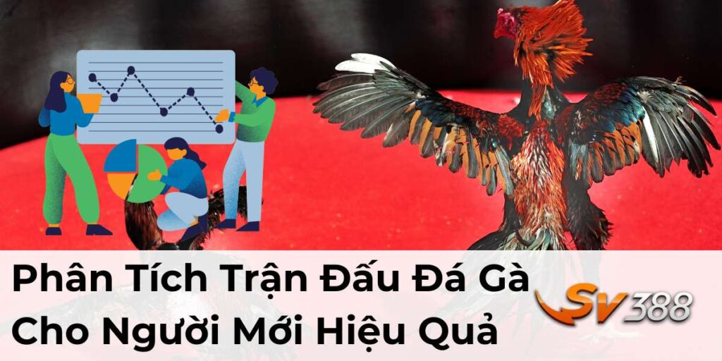 Phân Tích Trận Đấu Đá Gà Cho Người Mới