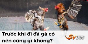 Trước khi đi đá gà có nên cúng gì không