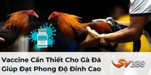 Vaccine Cần Thiết Cho Gà Đá